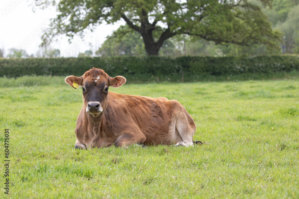 jersey cow in the field 