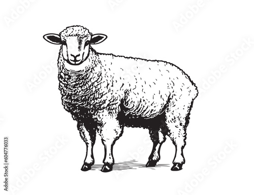 Sheep hand drawn illustrations, vector.
