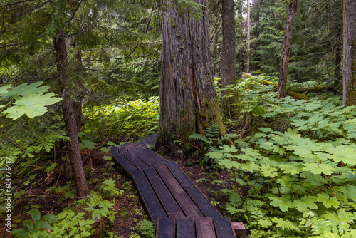 Western red cedar (Thuja plicatain) forest and walking path in Chun T’oh Whudujut Ancient Forest provincial park of the Lheidli T’enneh First Nations, Prince George, British Columbia, Canada. photo