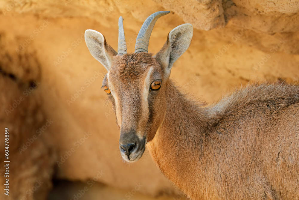 Portrait of a female Nubian ibex (Capra nubiana), Arabian Peninsula.