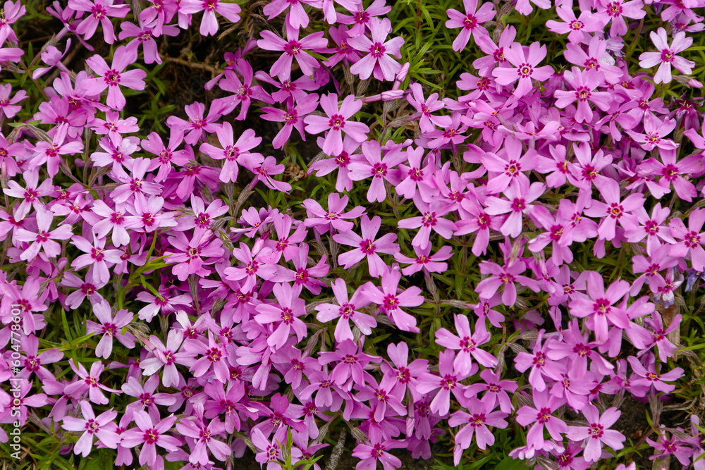Fototapeta premium vegetable background from Phlox subulata Marjorie