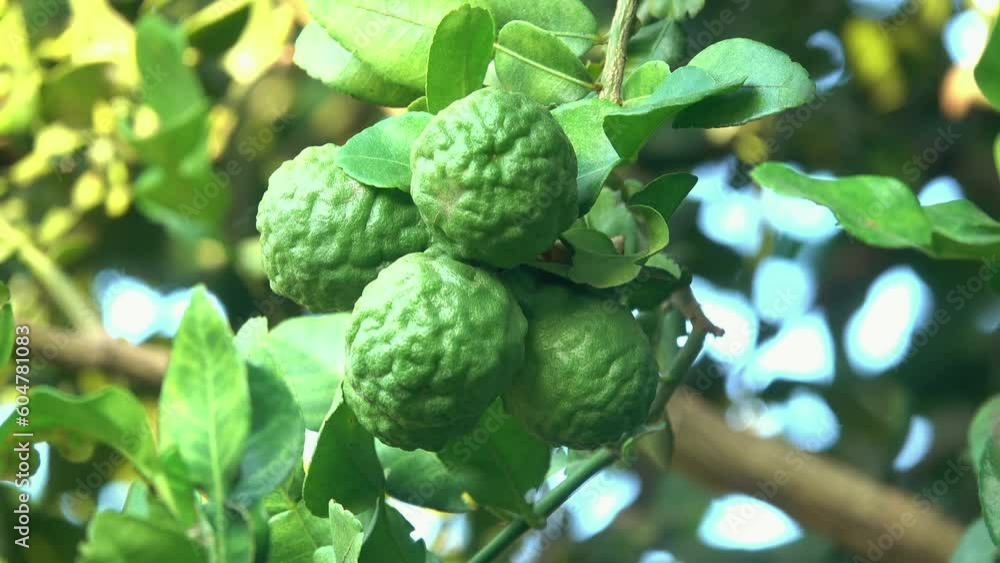 Close-up group of bergamot fruit on a tree Close-up group of bergamot fruit on a tree