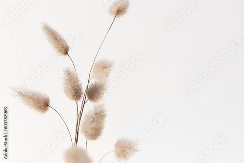Beautiful dried bunny tail grass. Abstract floral background in neutral coulors. photo