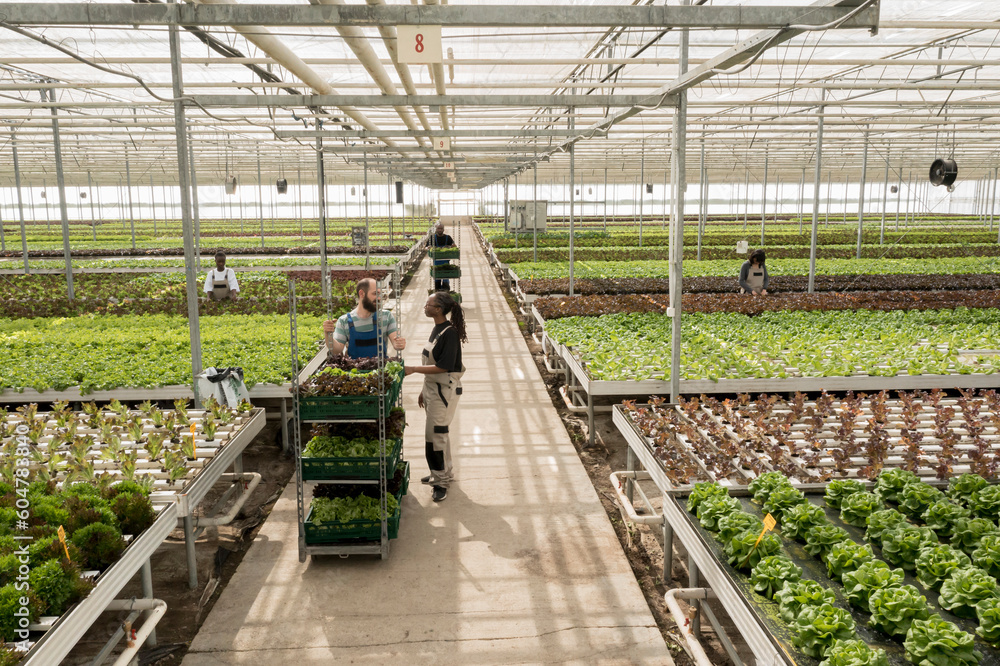Interior of agricultural greenhouse with leafy greens herbicide free crops in fertilized soil rows. Sustainable regenerative regional horticulture in certified organic eco friendly farm