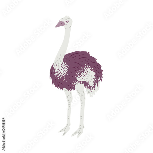African Ostrich bird with long neck flat cartoon vector illustration on white.