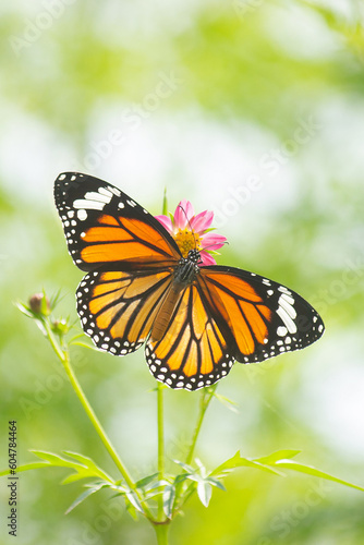 Striped Tiger Butterfly on wild cosmos  pink  flower
