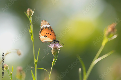  A Plain tiger, African queen, or African monarch, or Monarch butterfly feeding on purple colored wild flower © Nit5
