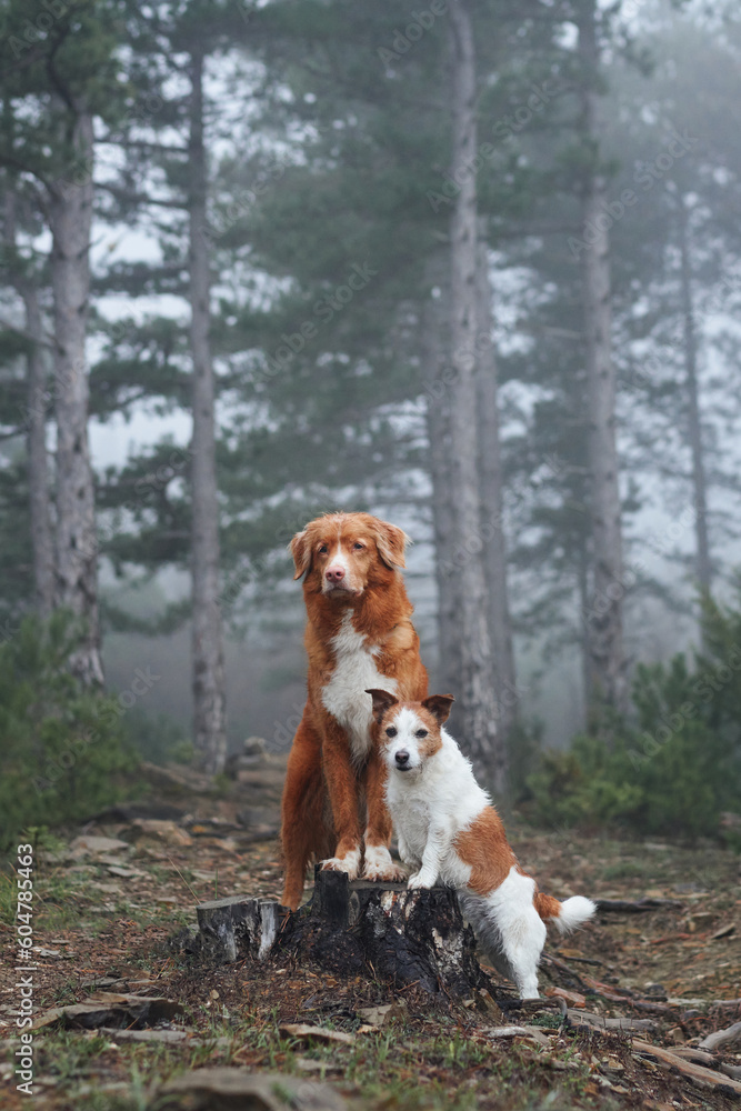 two dogs hugging together. Jack Russell Terrier and Nova Scotia Duck Tolling Retriever. Pet friendship. Dogs in nature in a foggy forest