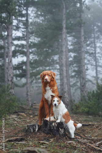 Fototapeta Naklejka Na Ścianę i Meble -  two dogs hugging together. Jack Russell Terrier and Nova Scotia Duck Tolling Retriever. Pet friendship. Dogs in nature in a foggy forest