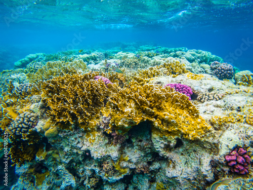 Fototapeta Naklejka Na Ścianę i Meble -  Underwater image of corals in Red Sea near Hurghada town in Egypt