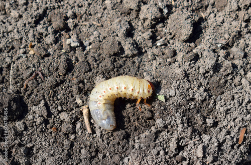 close up of may beetle larvas on soil