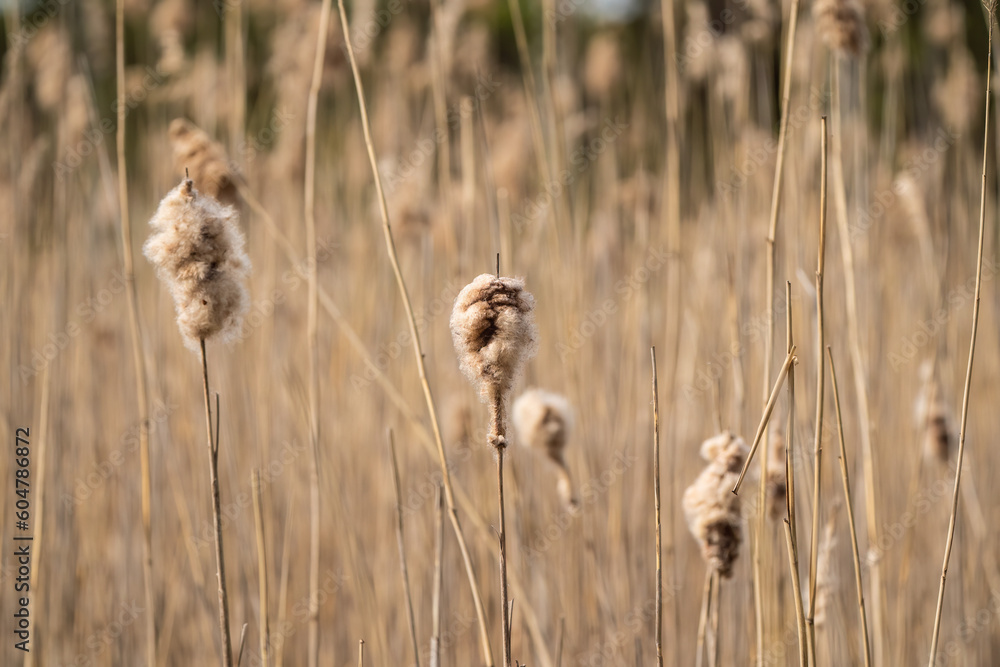 Previous year reeds in the spring Previous year reeds in the spring