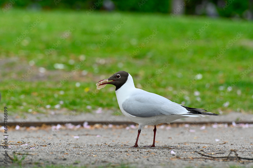 Black headed gull in city center Orebro Sweden