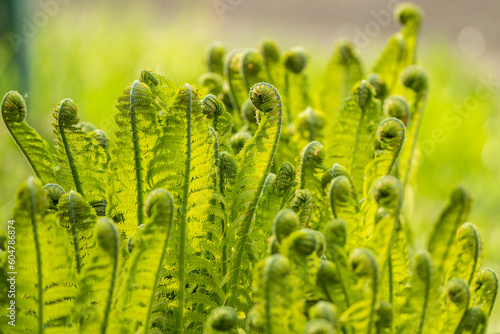 Ferns unrolling in the spring