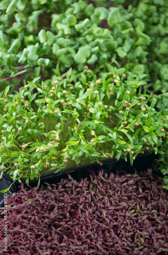 Obraz premium The concept of a healthy diet, growing microgreens - boxes of red amaranth, mustard, arugula, peas, cilantro on a home white windowsill