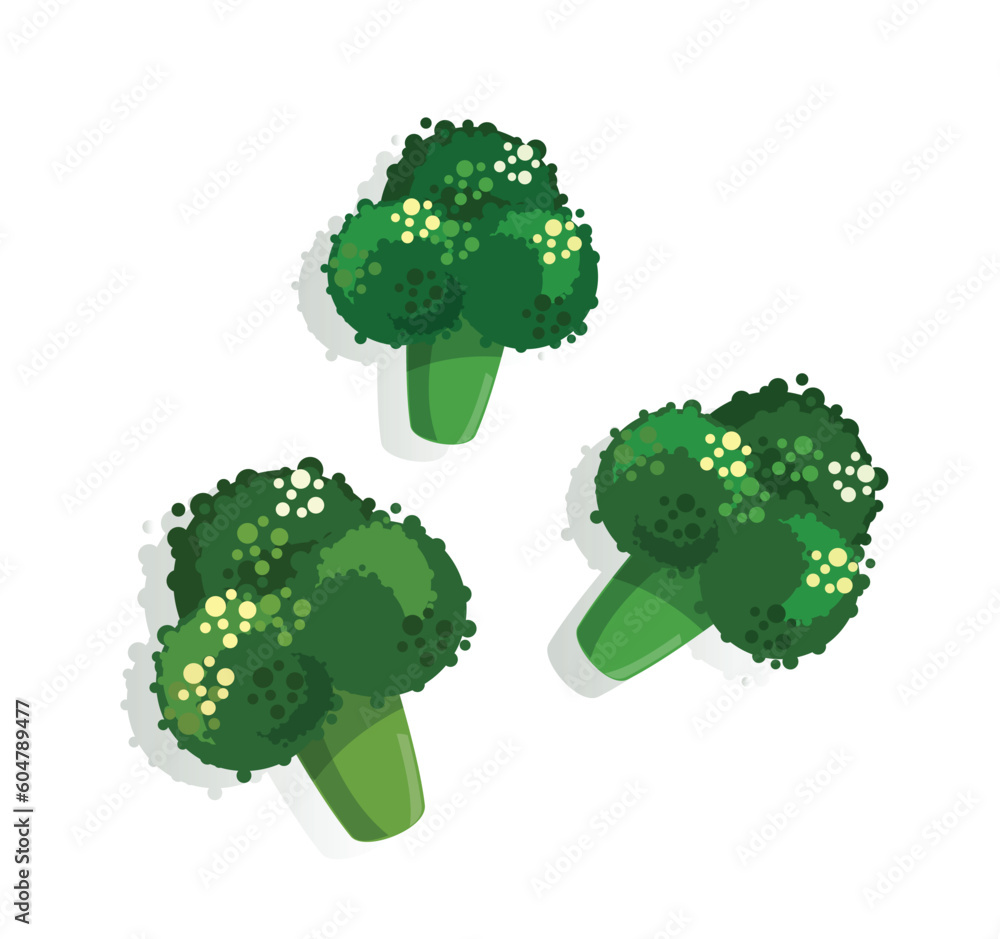 green broccoli healthy plant vector illustration
green broccoli healthy plant vector illustration