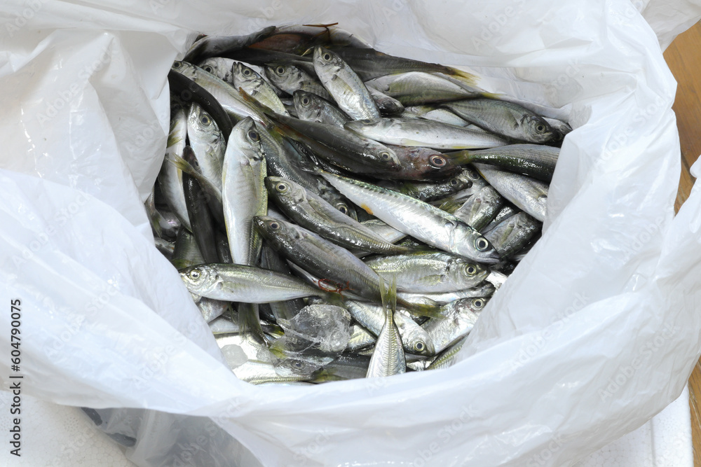 袋の中の魚 袋の中の魚
