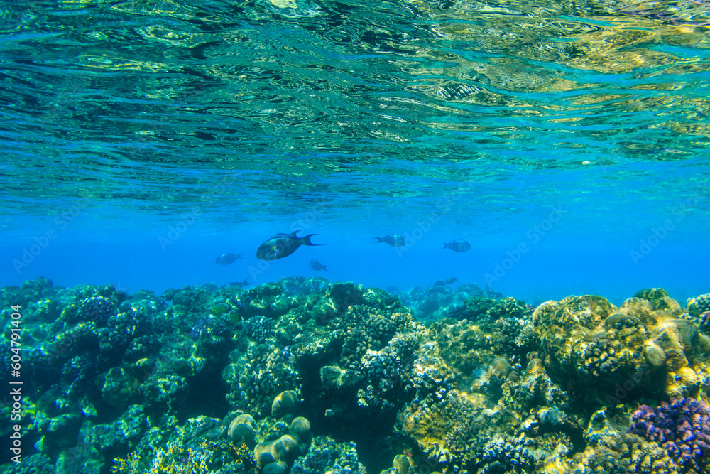 Fototapeta premium Sohal surgeonfish (Acanthurus sohal) or sohal tang, is a Red Sea endemic. Sohal surgeonfish on coral reef in the Red sea in Ras Mohammed national park. Sinai peninsula in Egypt