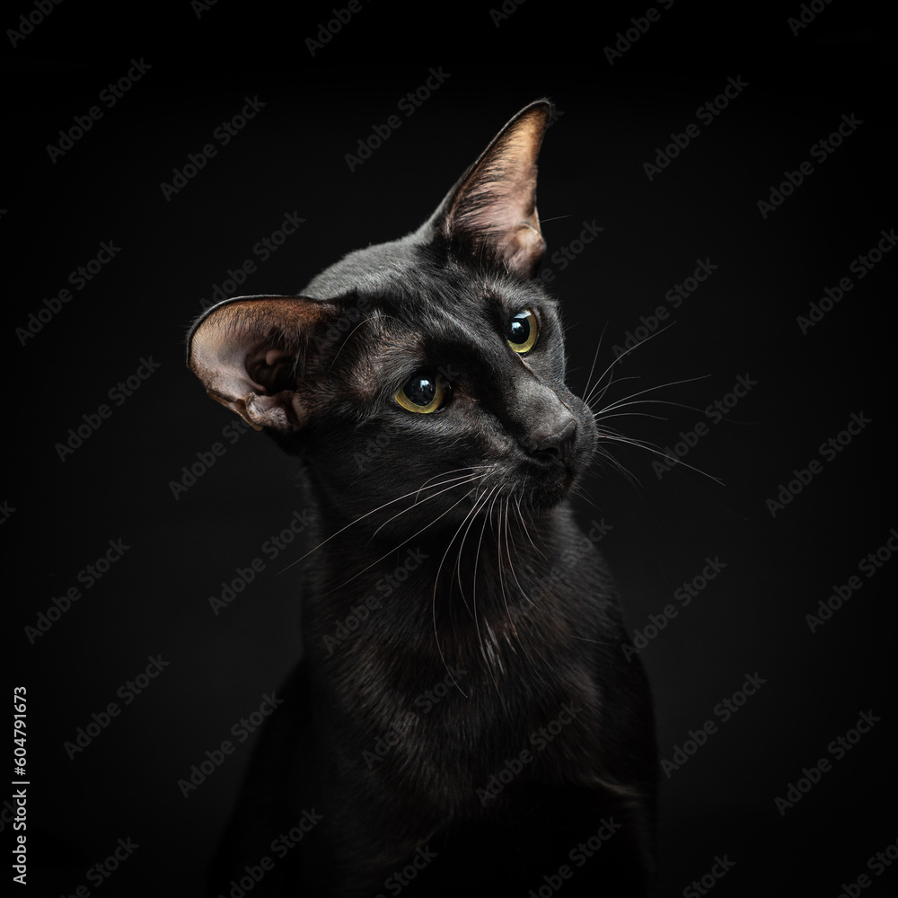Portrait of a black cat with green eyes and big ears on a black background. Oriental cat in the studio. Graceful pet on black. High quality photo Portrait of a black cat with green eyes and big ears on a black background. Oriental cat in the studio. Graceful pet on black. High quality photo