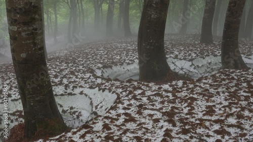 森の風景　霧が漂う残雪と新緑のブナの森