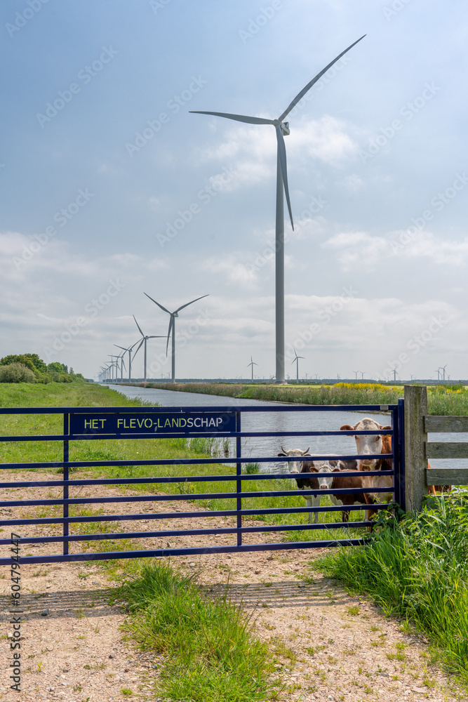 Windräder an einem Kanal auf Flevoland, im Vordergrund Kühe hinter einem Zaun mit dem Namen der Landschaft Windräder an einem Kanal auf Flevoland, im Vordergrund Kühe hinter einem Zaun mit dem Namen der Landschaft