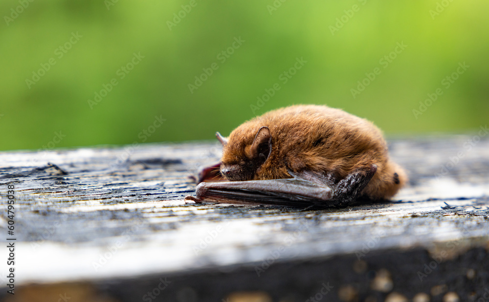 Nathusius' Pipistrelle (Pipistrellus nathusius) bat.