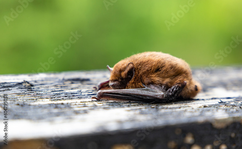 Obraz na płótnie Nathusius' Pipistrelle (Pipistrellus nathusius) bat. w salonie