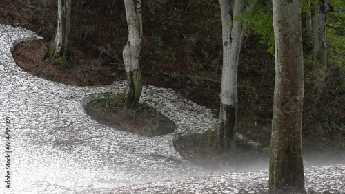 森の風景　霧が漂う残雪と新緑のブナの森