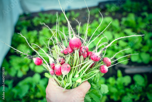 A hand holds a crop of red radish close-up against the backdrop of a garden bed. Early harvest of a root vegetable in a greenhouse