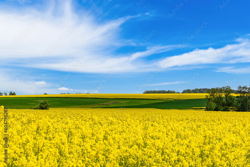 Rapeseed, canola or colza field in with beautiful clouds on sky, springtime flowering field