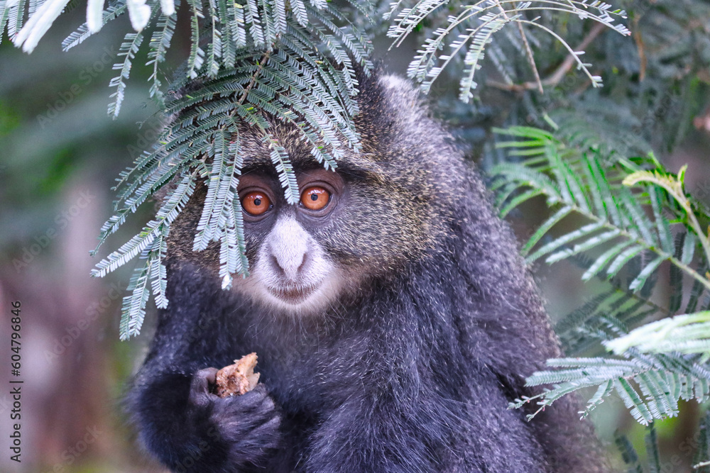 Fototapeta premium A blue monkey at the Kilimanjaro Machame Gate Entrance, Tanzania