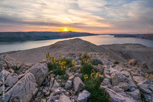 Flowering flowers on the rocks of the island of Pag in Croatia photo