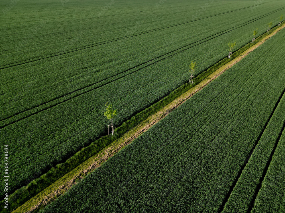 planting a new windbreak in the field, a biocorridor, an avenue of ash trees. attached to the columns. division of large parcels of fields by rows of trees, control from a drone