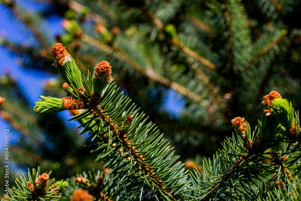 christmas tree branches christmas tree branches