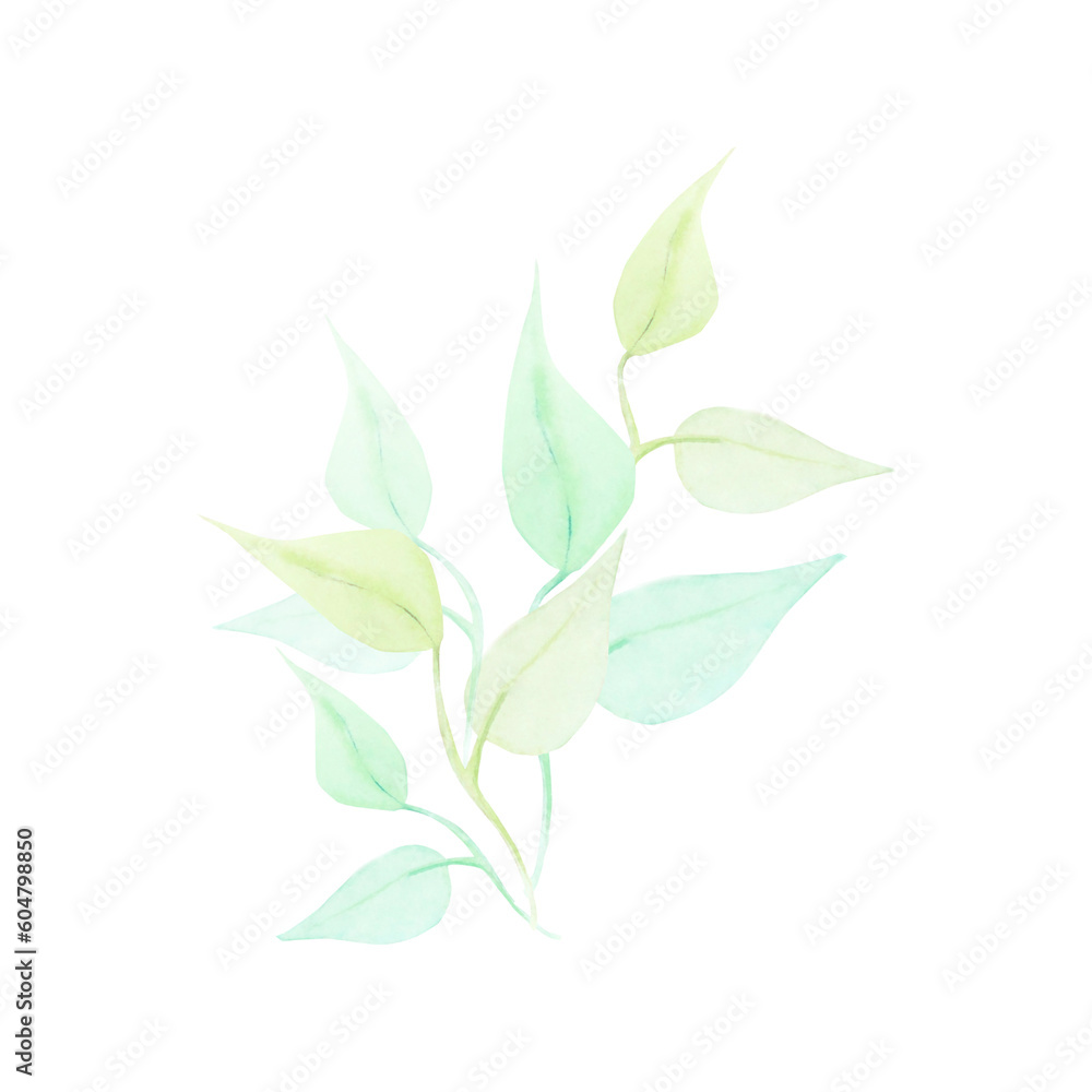 Watercolor drawing of half-transparent clear green and light-brown branch wirh leaves on white background. Nice picture for illustration, stickers, cards, scrapbooking