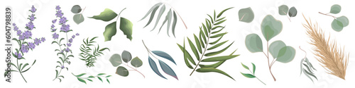 Mix of herbs and plants vector collection. Juicy eucalyptus, deadwood, green plants and leaves. All elements are isolated. Delicate lilac lavender. 