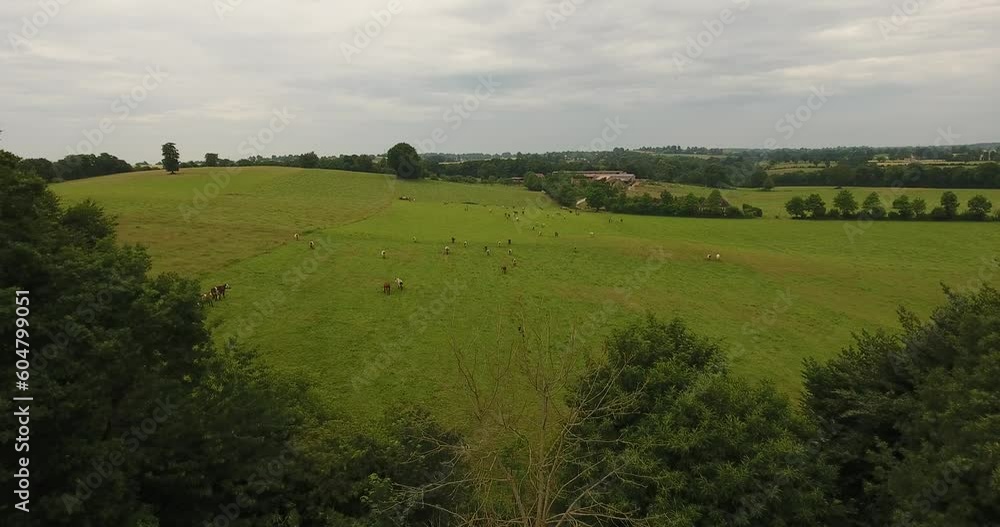 Vaches paissant dans la campagne normande Vaches paissant dans la campagne normande
