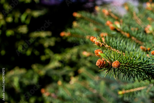 close up of pine cones