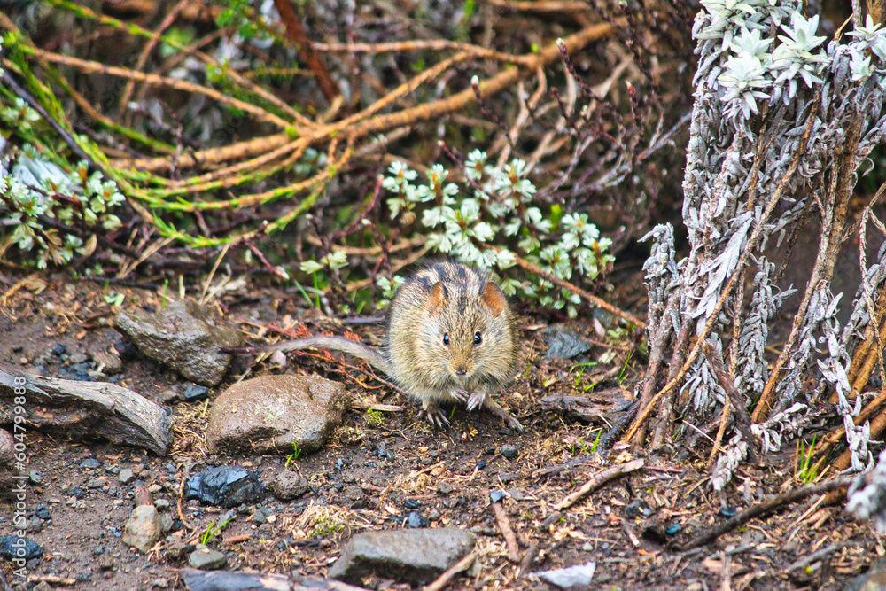 Four Striped Grass Mouse at Shira Camp, 3500 Meters on the Machame Route of the Kilimanjaro Trek, Tanzania Four Striped Grass Mouse at Shira Camp, 3500 Meters on the Machame Route of the Kilimanjaro Trek, Tanzania