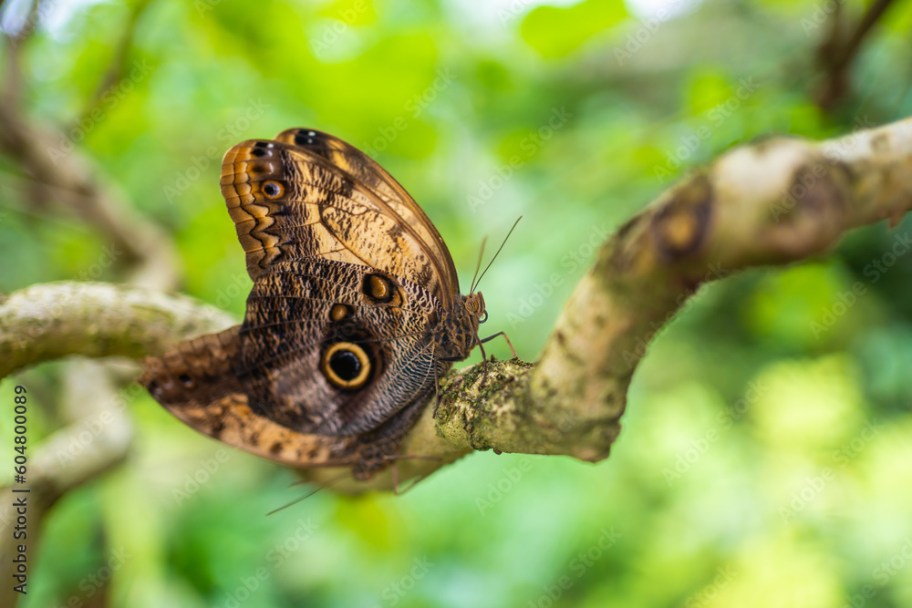 Fototapeta premium Close up of beautiful brown and blue tropical butterfly in Botanic Garden, Prague, Europe