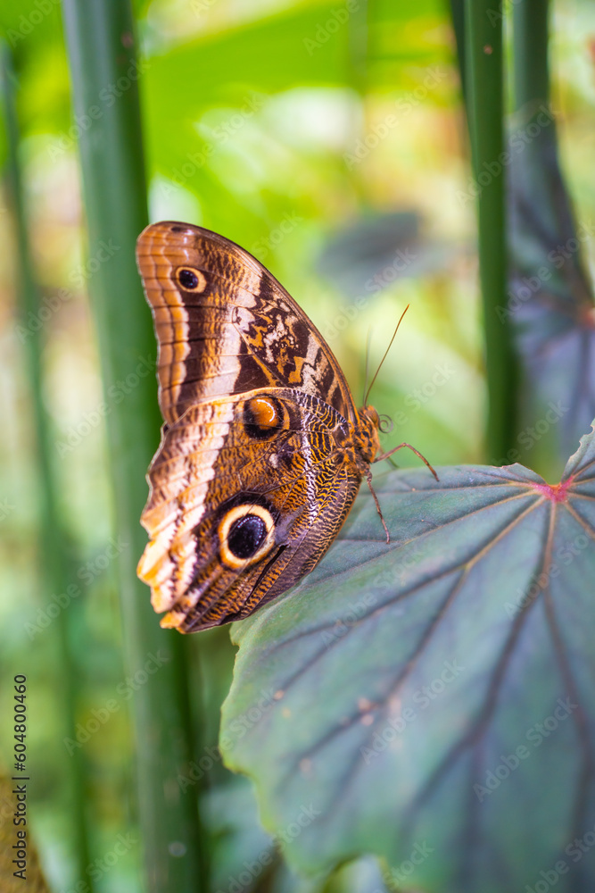 Close up of beautiful brown and blue tropical butterfly in Botanic Garden, Prague, Europe Close up of beautiful brown and blue tropical butterfly in Botanic Garden, Prague, Europe