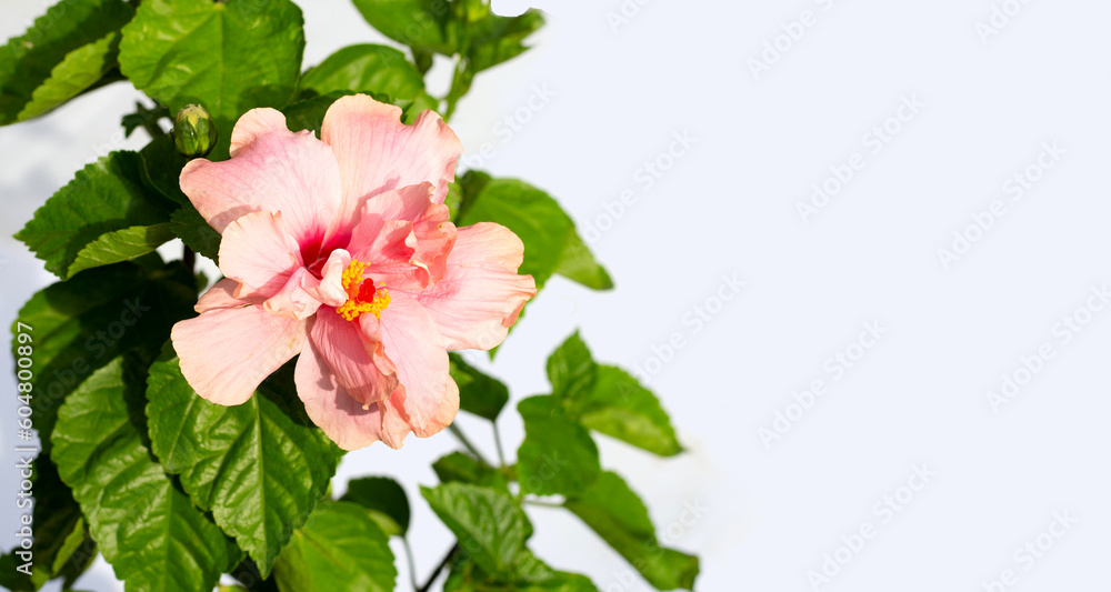Fototapeta premium Hibiscus flower with leaves on white background.