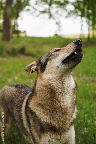 Cane lupo cecoslovacco