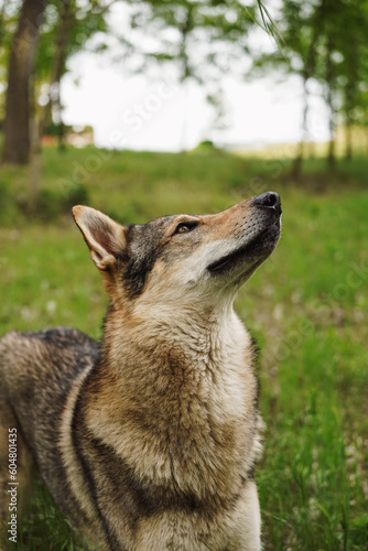Cane lupo cecoslovacco