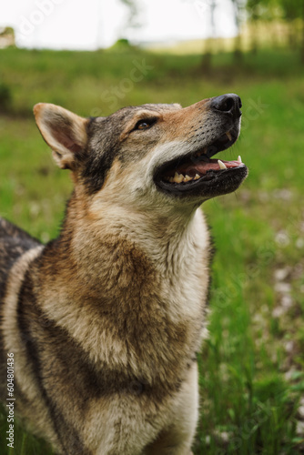 Cane lupo cecoslovacco