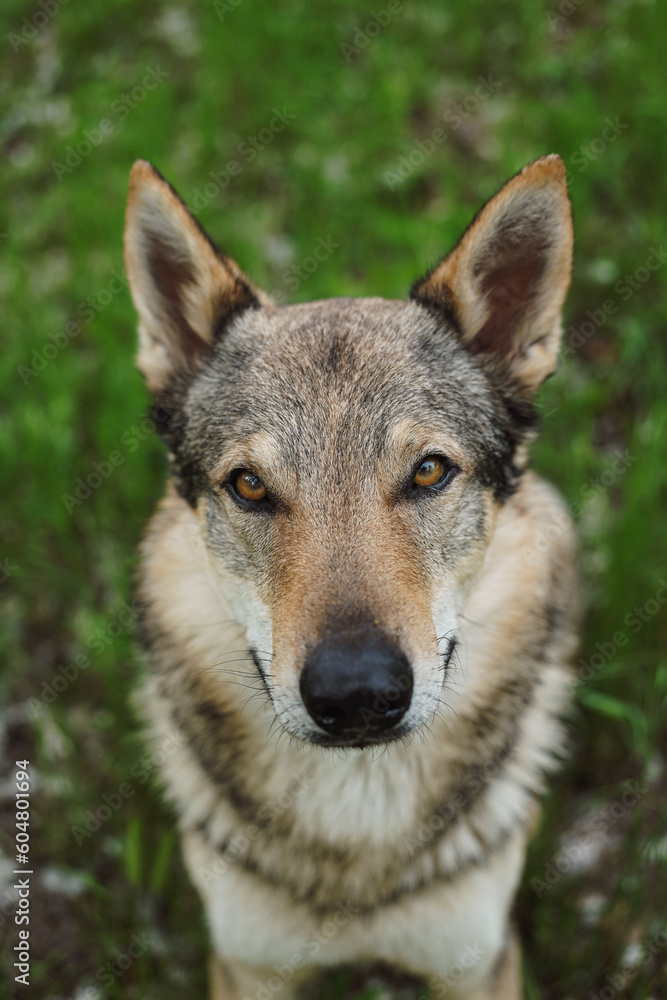 Cane lupo cecoslovacco