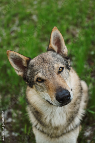 Cane lupo cecoslovacco