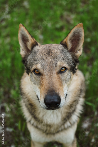 Cane lupo cecoslovacco