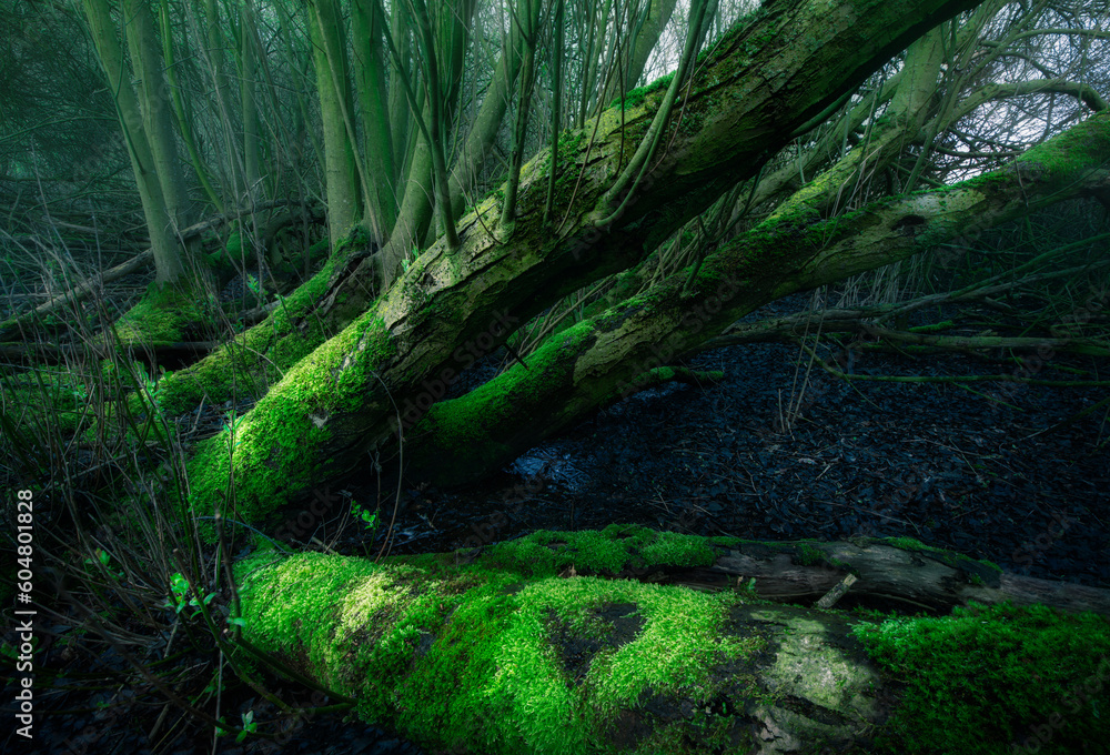 Dark scary swamp Dark scary swamp