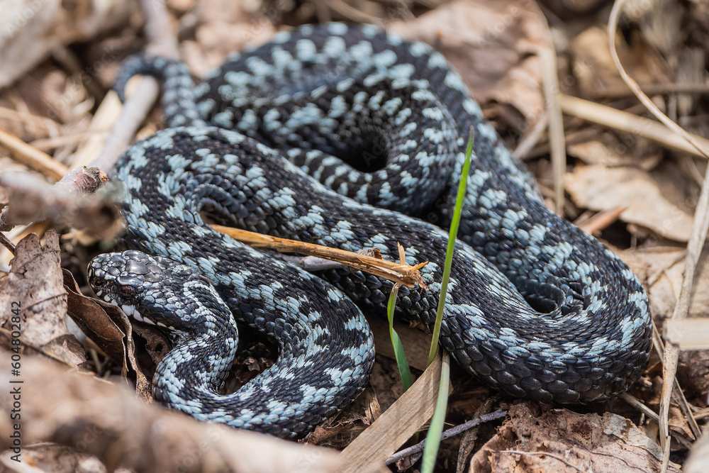 Obraz premium Common adder on the ground